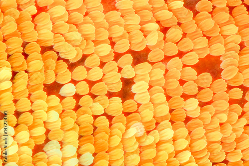 Extreme magnification - Butterfly wing scales