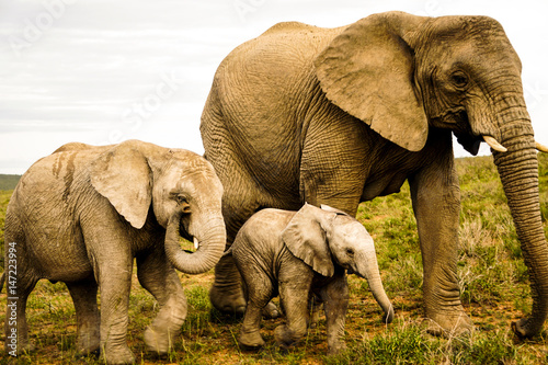 Elephant family in safari