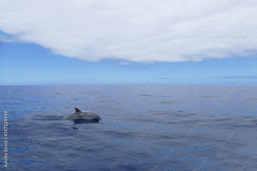 Fototapeta premium Delfin taucht auf und ab, Inia