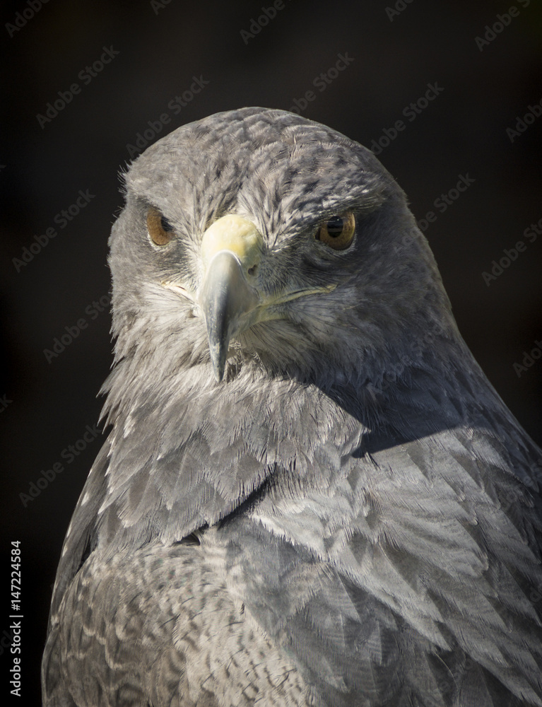Fototapeta premium Black-chested buzzard-eagle or Geranoaetus melanoleucus