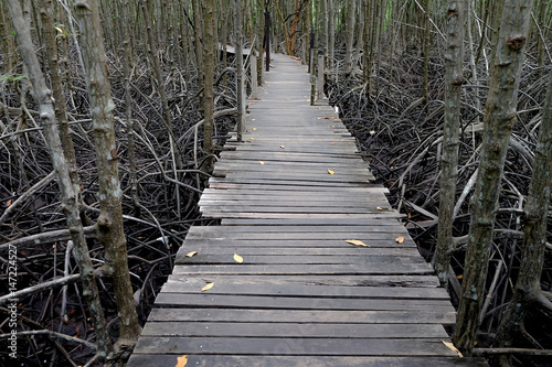 Mangrove forest Nature and Forest in Rayong, Thailand