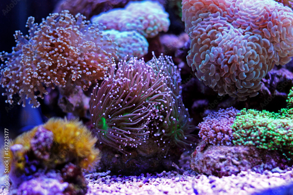 Fototapeta premium Euphyllia torch lps coral
