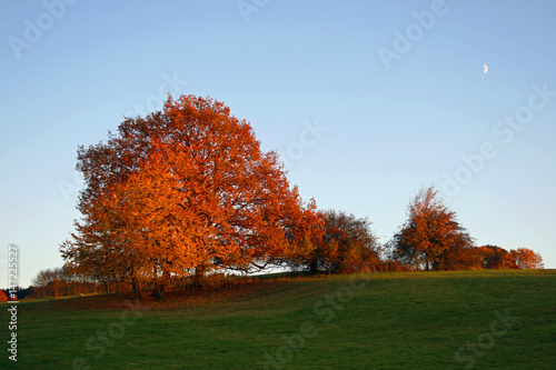 Bäume im Herbst 