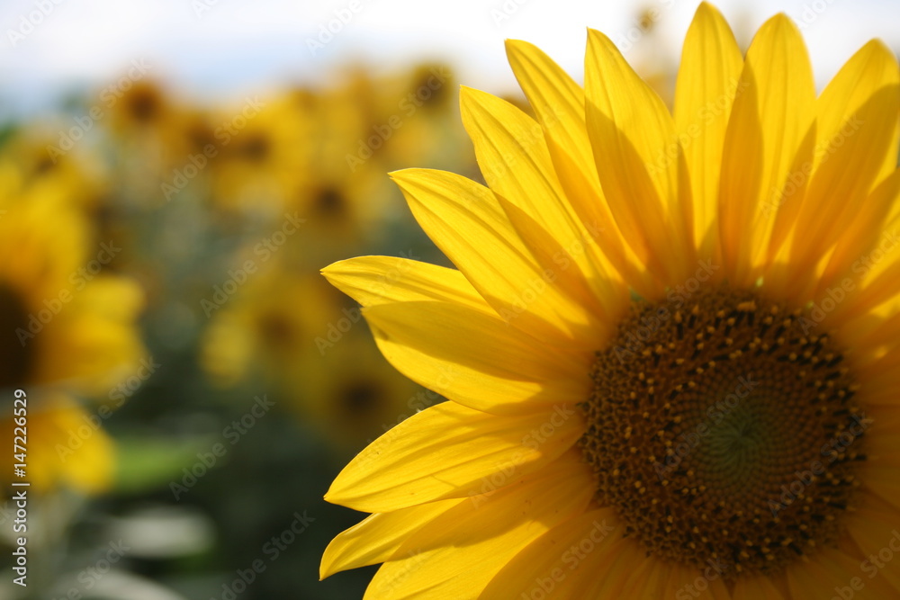 Obraz premium Sonnenblumenfeld