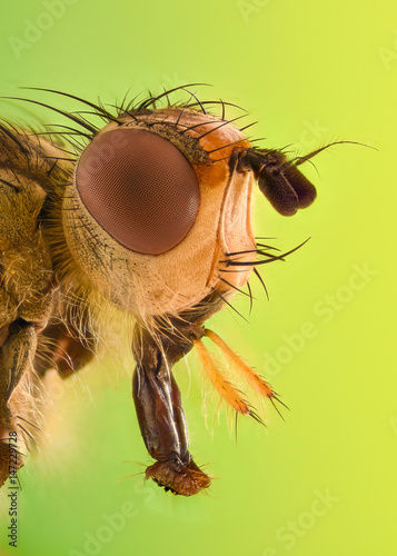 Extreme magnification - Fruit fly © constantincornel