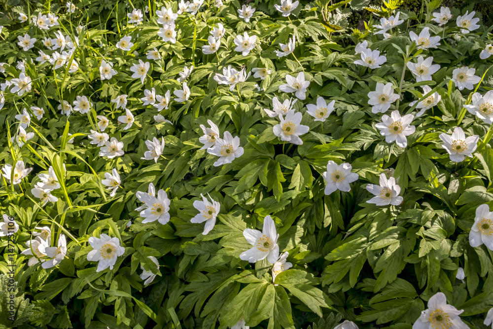 Anemone Anemone