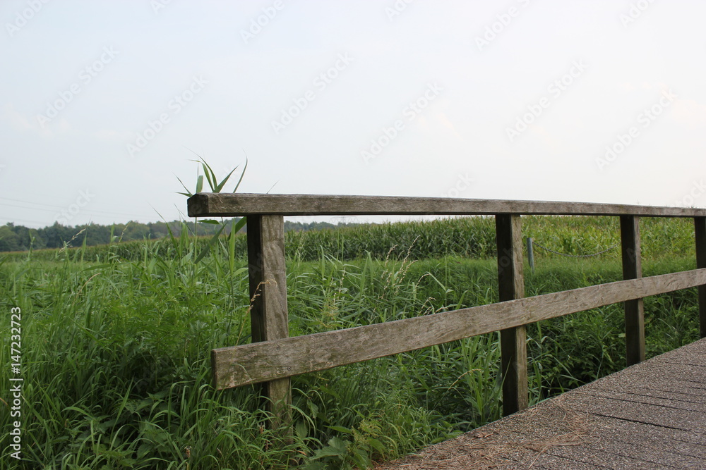 grass landscape 