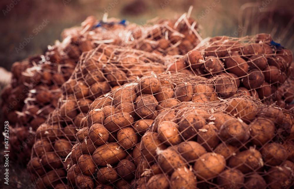 Obraz premium potato seeds in net bags at spring farm