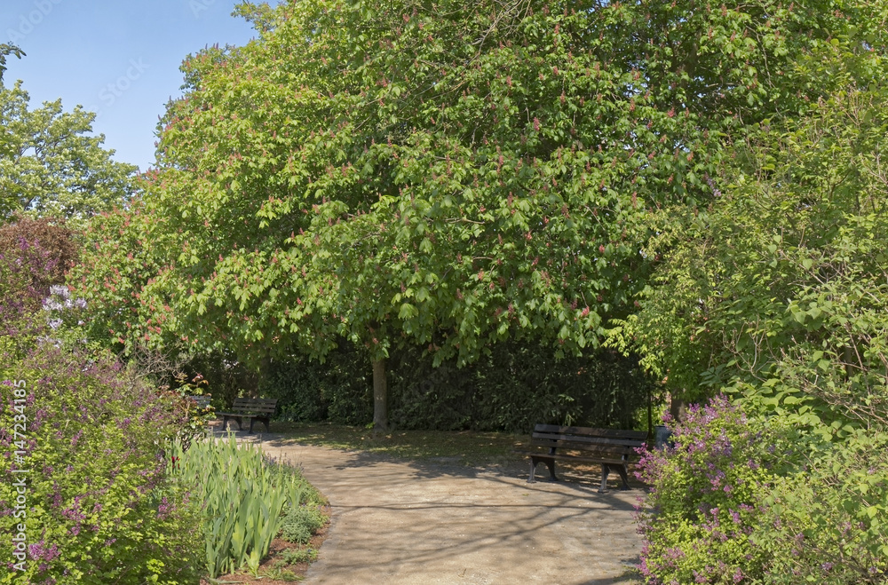Spring in the park - benches in the shade of trees Spring in the park - benches in the shade of trees