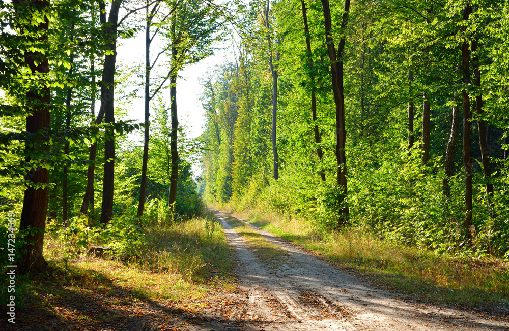 Fototapeta premium rich green trees in a summer forest