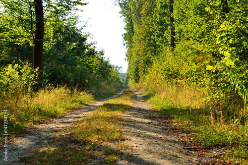 rich green trees in a summer forest