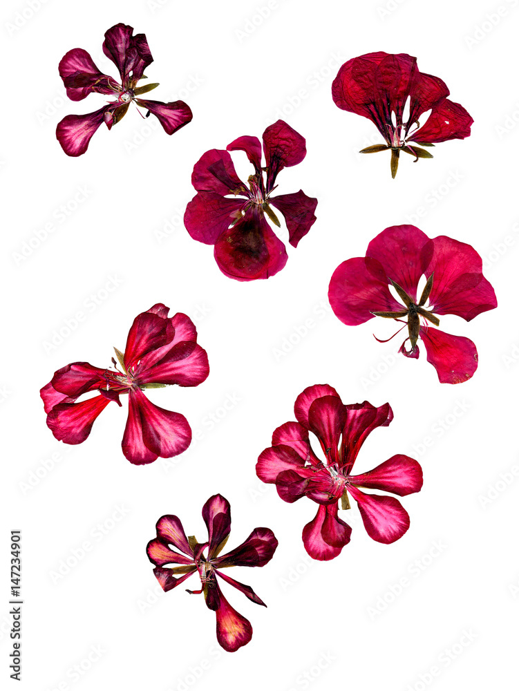 Terry red decorative geranium perspective, dry pressed delicate flowers and petals of pelargonium, isolated