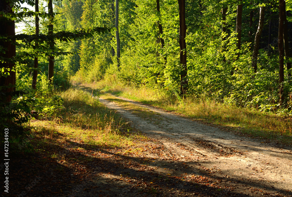 Fototapeta premium rich green trees in a summer forest