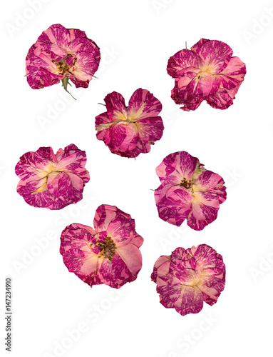 dry delicate rose pressed flowers isolated on white