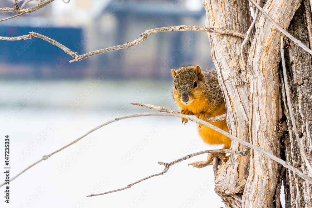 Fototapeta premium A squirrel on a tree in a January afternoon in an American city.