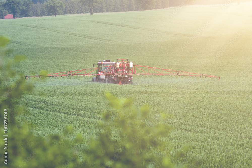 Fototapeta premium Tractor spraying pesticides on big green field with young grain