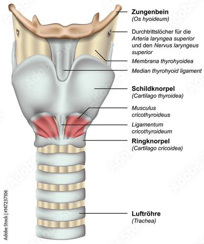 Anatomie Kehlkopf mit deutsch lateinischer Beschreibung, vektor illustration photo
