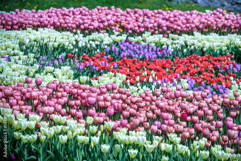 Lots of tulips in different colors in a botanical garden