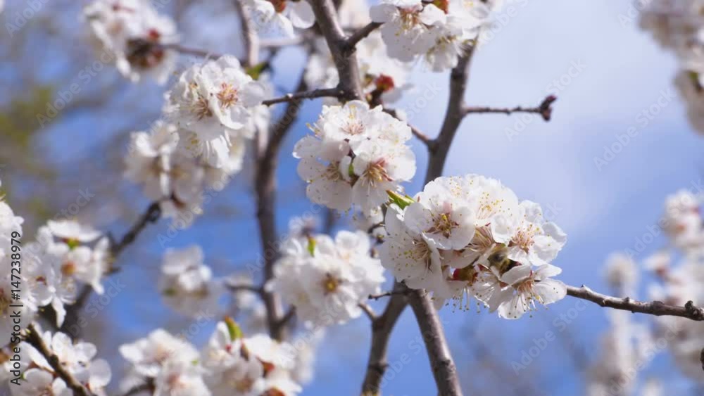 A flowering apricot tree. Insects pollinate the flowers. Footage clip 4K, UHD, Ultra HD A flowering apricot tree. Insects pollinate the flowers. Footage clip 4K, UHD, Ultra HD