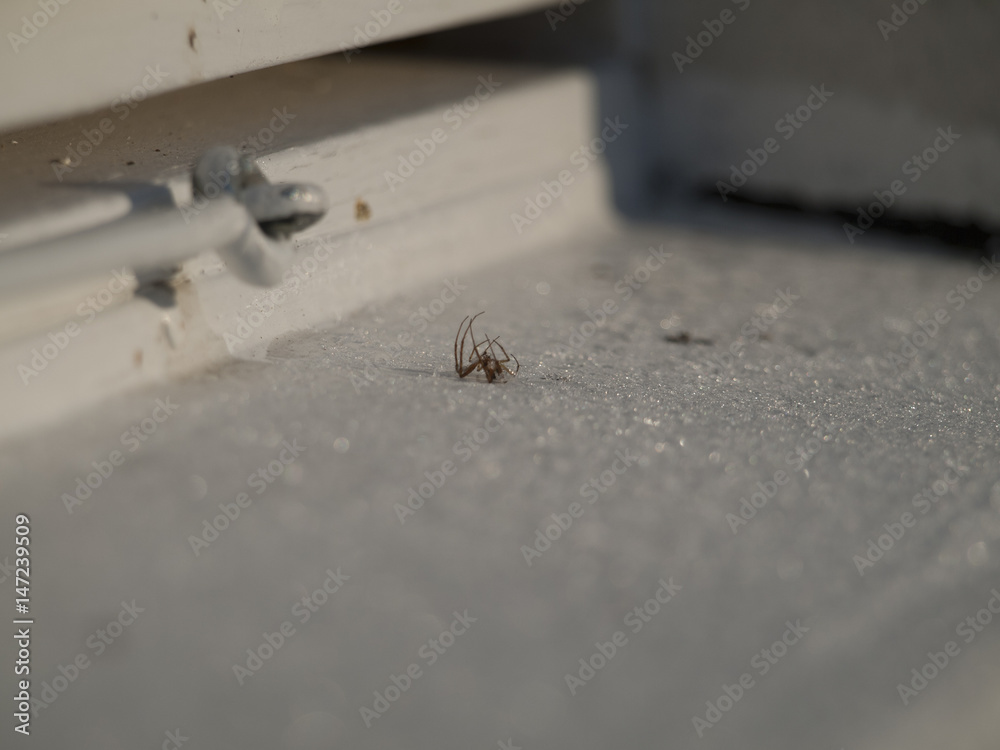 Obraz premium Tote Spinne (L. Araneae) auf einem Fensterbrett im Winter