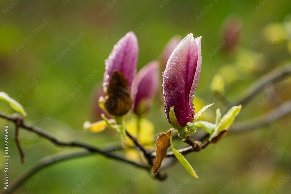 Macro blooming magnolia on a branch Macro blooming magnolia on a branch