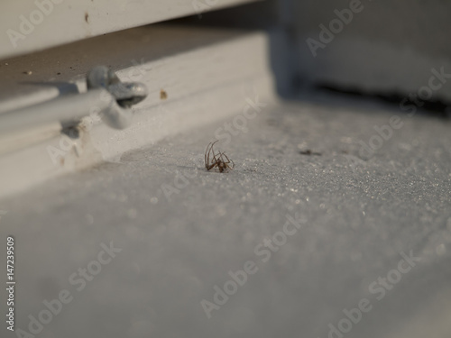 Tote Spinne  L. Araneae   auf einem Fensterbrett im Winter