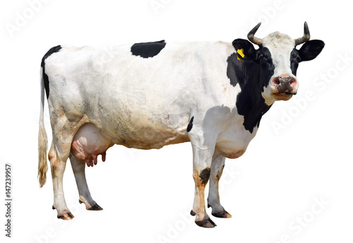 Spotted black and white cow full length isolated on white. Funny cute cow isolated on white. Cow, standing full-length in front of white background and  looking at the camera. Farm animals. photo