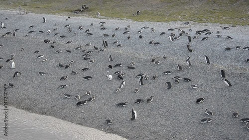 Magellanic Penguins in Beagle channel (Patagonia, Argentina) Spheniscus Magellanicus
