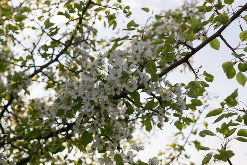 Spring tree flowering white blooming tree. Slovakia
