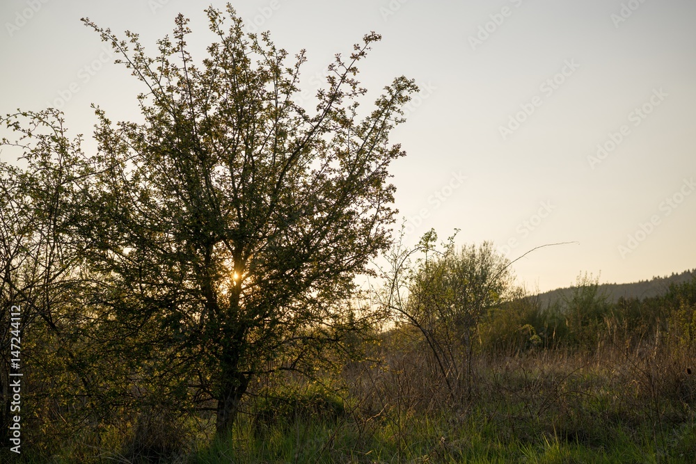 tree in sunset