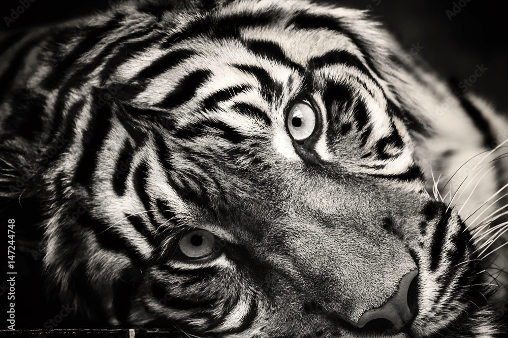 Obraz premium Leżący tygrys
