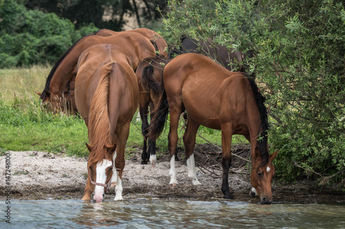 Pferde an der Müritz © Jrg