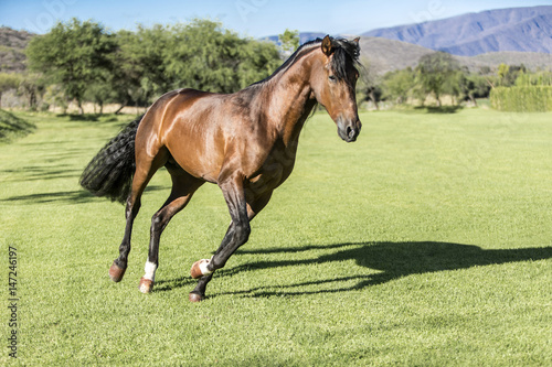 Fototapeta Naklejka Na Ścianę i Meble -  Thoroughbred wild horse