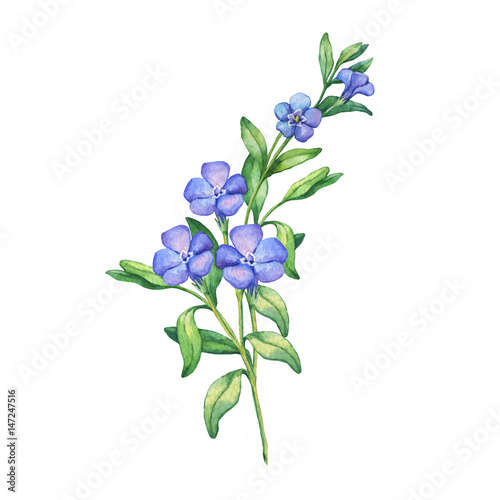 Periwinkle Flower. Medical Herbs And Plants Isolated On White Background  Series. Vector Illustration. Art Sketch. Hand Drawing Object Of Nature.  Vintage Engraving Style. Black And White. Royalty Free SVG, Cliparts,  Vectors, and