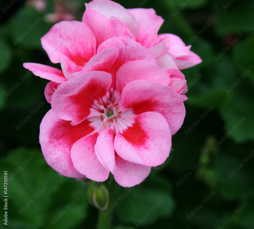 geraniums geraniums