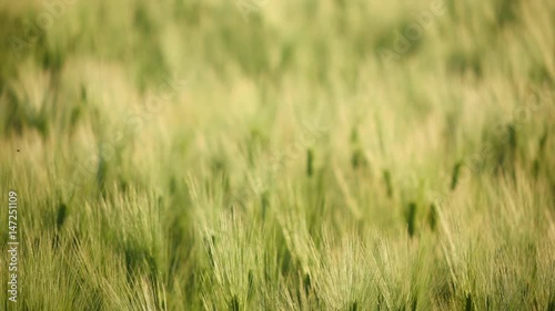 Focusing Field of green barley in wave photo