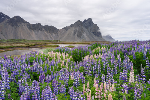 Summer landscape with flowers and mountain views. Glade of blooming lupine. Stokksnes Cape in the southeastern part of Iceland, Europe