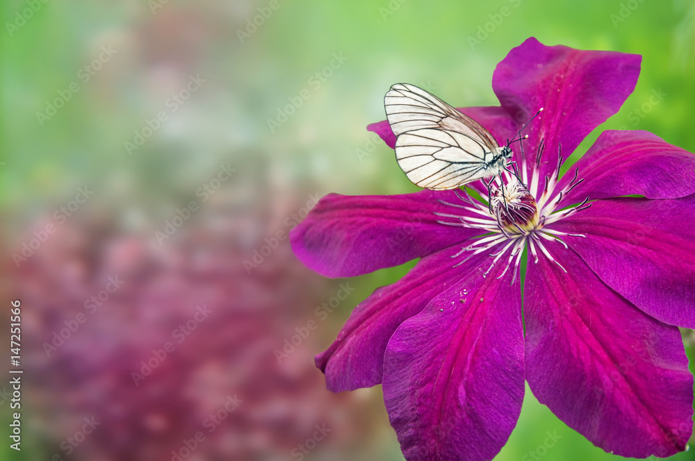 Fototapeta premium Of pierids butterfly with streaks of black and white, sitting on a red flower clematis on green bokeh background with space for text