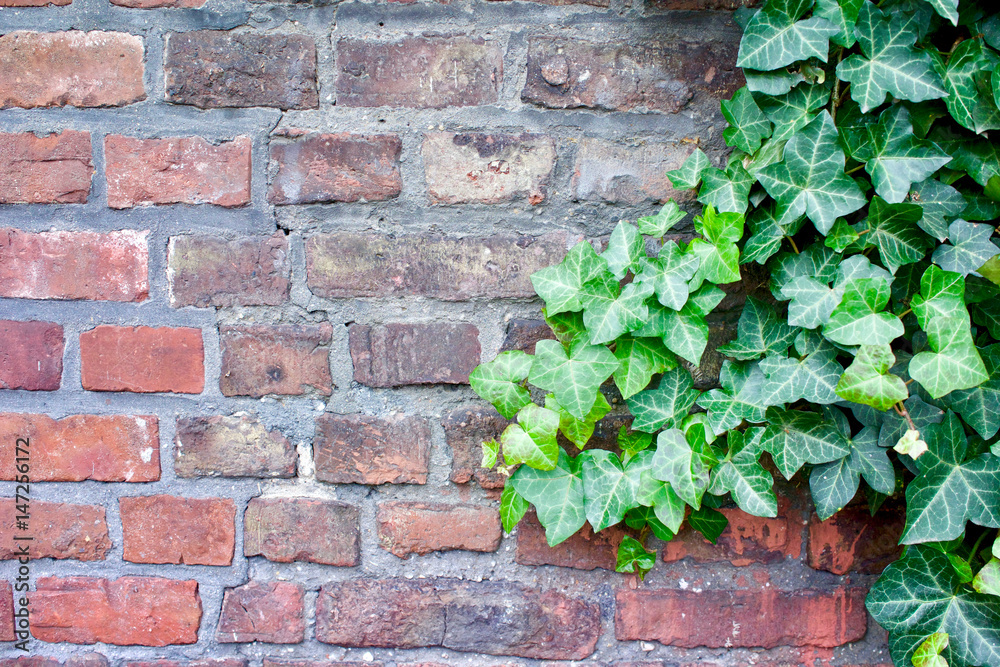 Brick wall with ivy as background Stock Photo | Adobe Stock