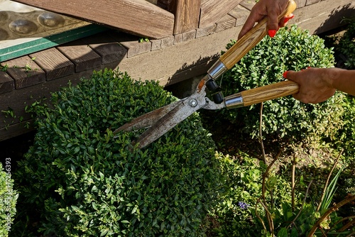 Обрезка кустарника большими садовыми ножницами в руках