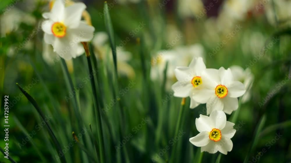 Daffodils spring flowers growing up and smell the outdoors Daffodils spring flowers growing up and smell the outdoors