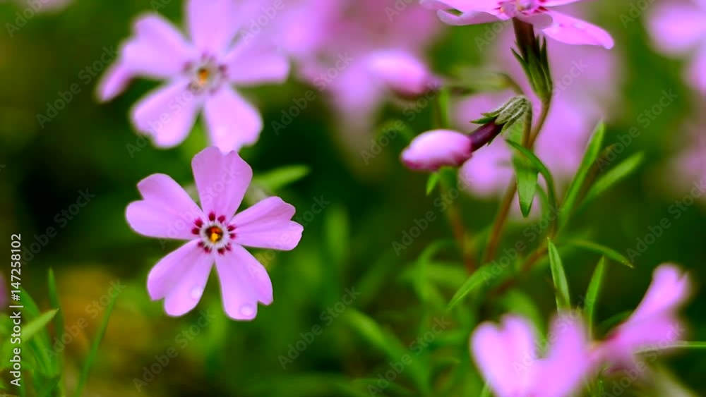 Little flowers blooming phlox pink with a soft color Little flowers blooming phlox pink with a soft color