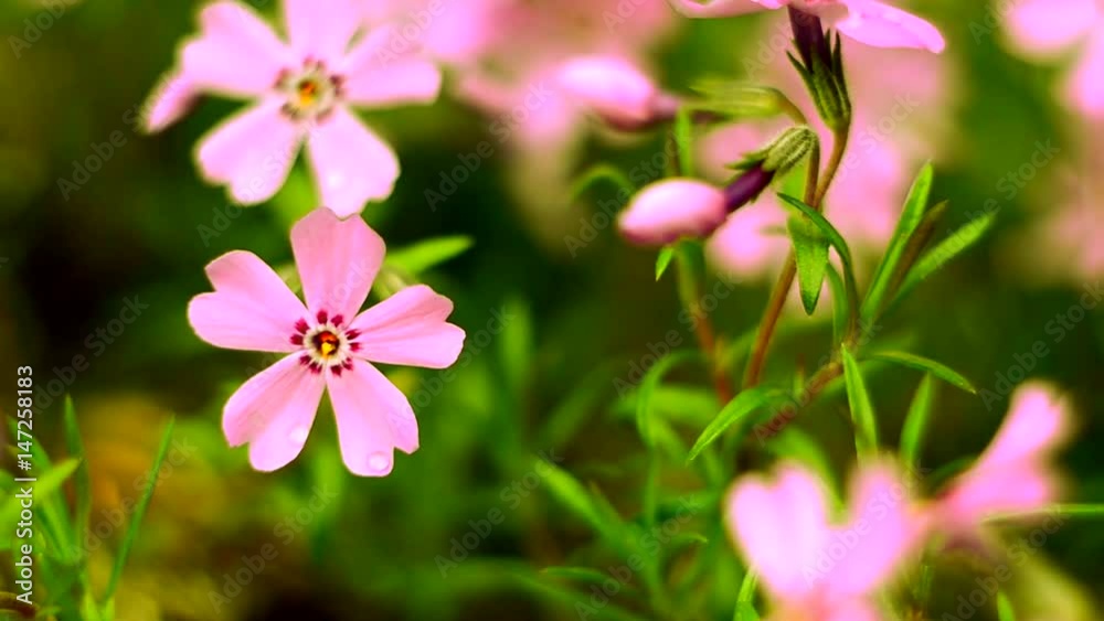 Little flowers blooming phlox pink with a soft color Little flowers blooming phlox pink with a soft color