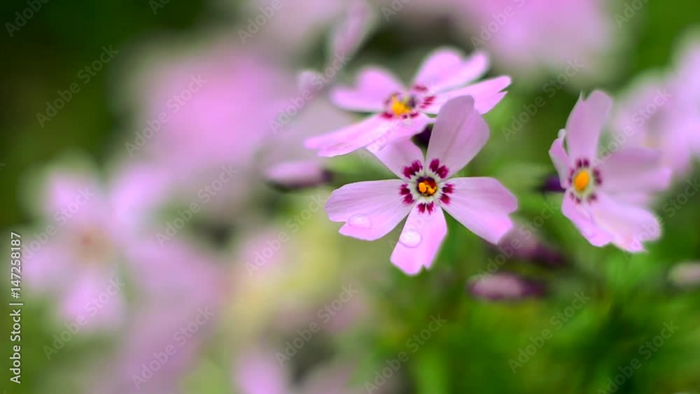 Little flowers blooming phlox pink with a soft color Little flowers blooming phlox pink with a soft color
