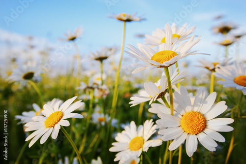 daisies in a meadow © janbussan