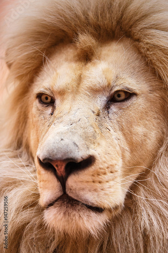 Single lion looking regal standing proudly