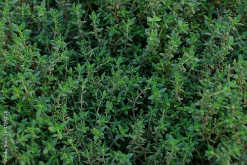 Зелёная текстура из маленьких мелких растений в саду 