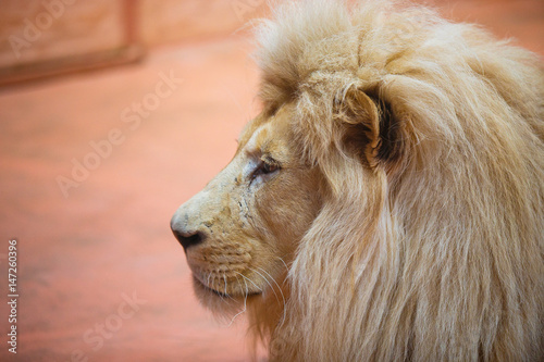 Fototapeta Naklejka Na Ścianę i Meble -  Single lion looking regal standing proudly