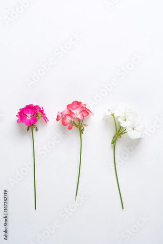 Pelargonium, garden geranium, zonal geranium Flowers selective soft focus image 
