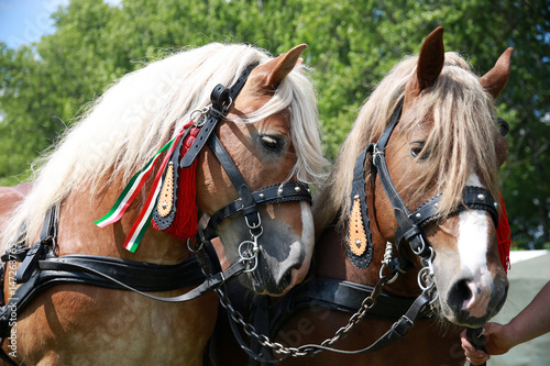 Slika na platnu Close up of draft heavy horses in beautiful harness
